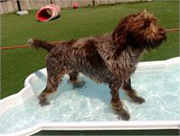 daycare pic 64 - Boogie